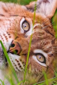 Preview wallpaper lynx, grass, lie, face, eyes