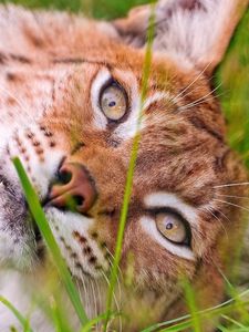 Preview wallpaper lynx, grass, lie, face, eyes