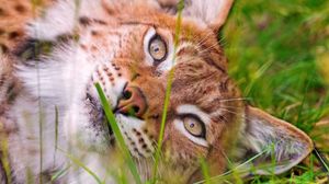 Preview wallpaper lynx, grass, lie, face, eyes