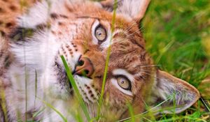 Preview wallpaper lynx, grass, lie, face, eyes