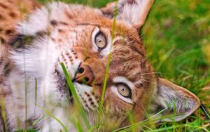 Preview wallpaper lynx, grass, lie, face, eyes