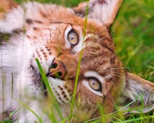 Preview wallpaper lynx, grass, lie, face, eyes