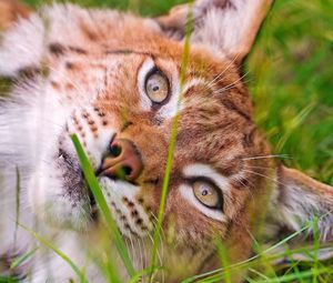 Preview wallpaper lynx, grass, lie, face, eyes