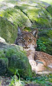 Preview wallpaper lynx, grass, rocks, moss, predator