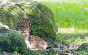 Preview wallpaper lynx, grass, rocks, moss, predator