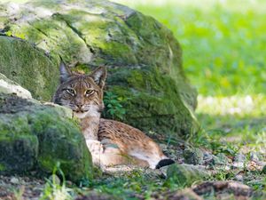 Preview wallpaper lynx, grass, rocks, moss, predator