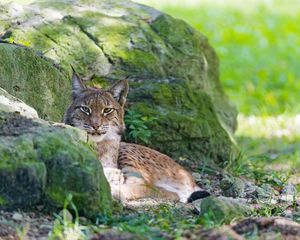 Preview wallpaper lynx, grass, rocks, moss, predator