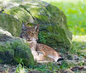 Preview wallpaper lynx, grass, rocks, moss, predator