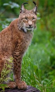 Preview wallpaper lynx, grass, wood, sitting, big cat