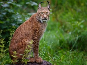 Preview wallpaper lynx, grass, wood, sitting, big cat