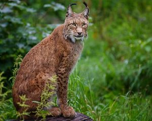 Preview wallpaper lynx, grass, wood, sitting, big cat