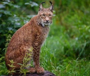 Preview wallpaper lynx, grass, wood, sitting, big cat