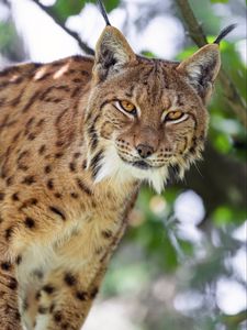 Preview wallpaper lynx, head, predator, big cat, animal