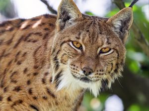 Preview wallpaper lynx, head, predator, big cat, animal
