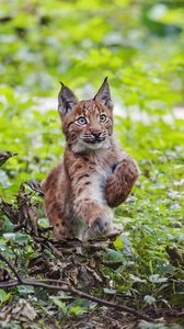 Preview wallpaper lynx, kitten, animal, cute, wildlife