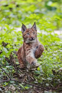 Preview wallpaper lynx, kitten, animal, cute, wildlife