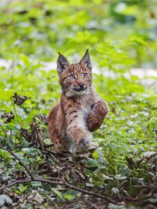 Preview wallpaper lynx, kitten, animal, cute, wildlife