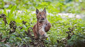 Preview wallpaper lynx, kitten, animal, cute, wildlife