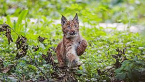 Preview wallpaper lynx, kitten, animal, cute, wildlife