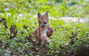 Preview wallpaper lynx, kitten, animal, cute, wildlife