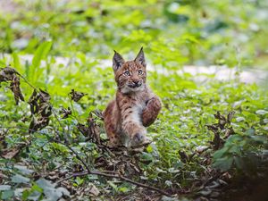 Preview wallpaper lynx, kitten, animal, cute, wildlife