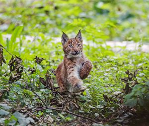 Preview wallpaper lynx, kitten, animal, cute, wildlife