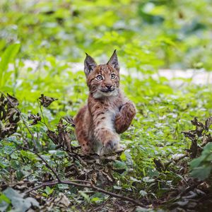 Preview wallpaper lynx, kitten, animal, cute, wildlife