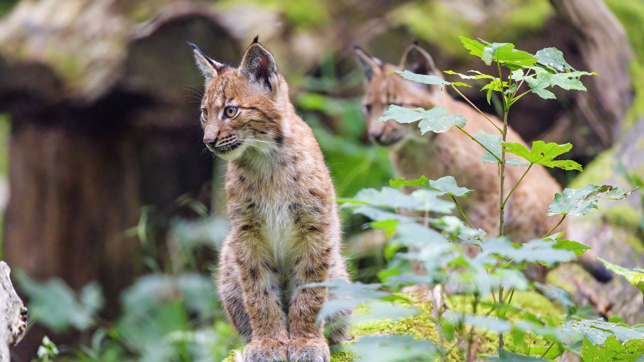 Wallpaper lynx, kitten, animal, nature reserve, cute