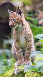 Preview wallpaper lynx, kitten, animal, nature reserve, cute