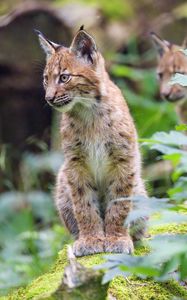 Preview wallpaper lynx, kitten, animal, nature reserve, cute