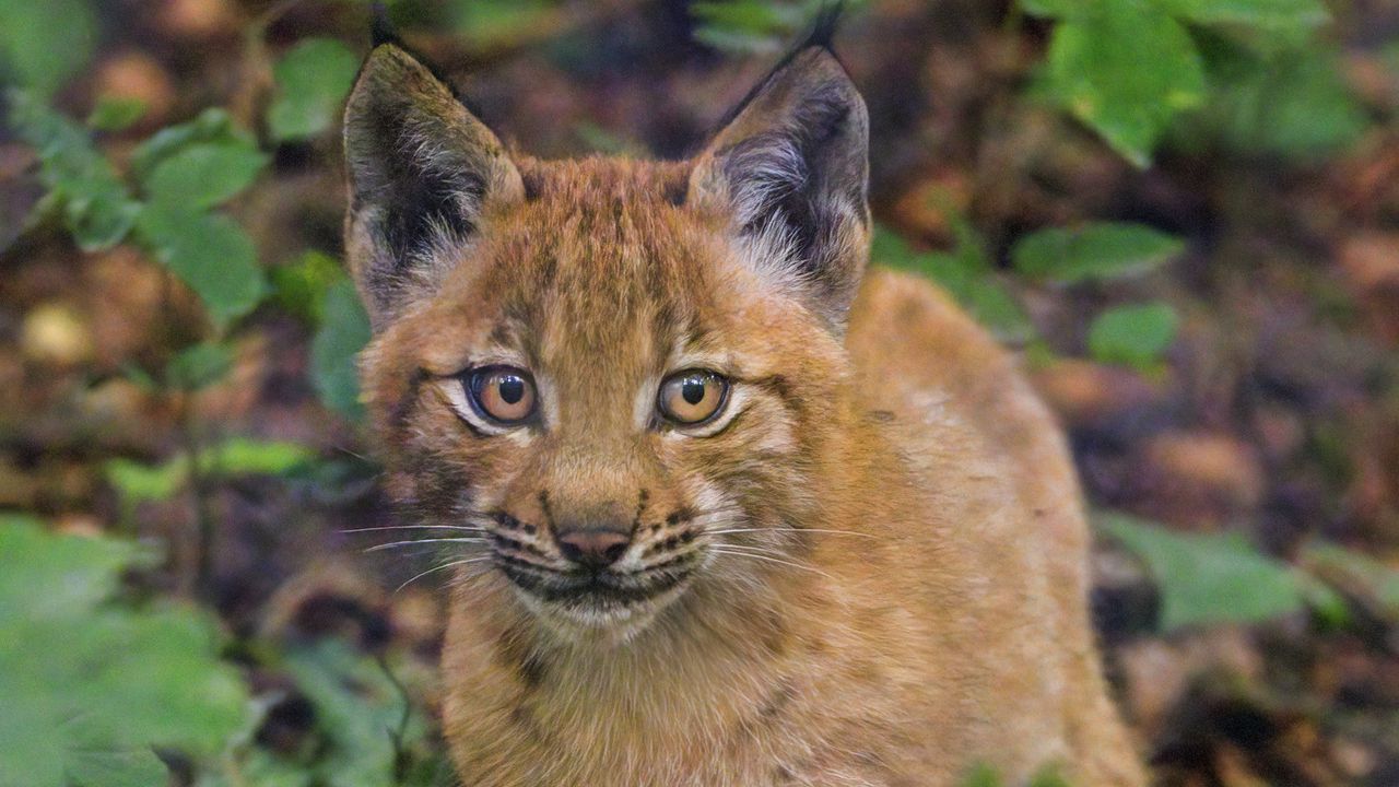 Wallpaper lynx, kitten, glance, animal, cute