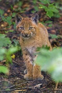 Preview wallpaper lynx, kitten, glance, animal, cute