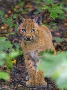 Preview wallpaper lynx, kitten, glance, animal, cute