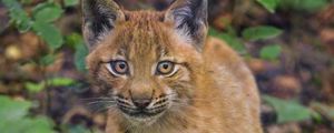 Preview wallpaper lynx, kitten, glance, animal, cute
