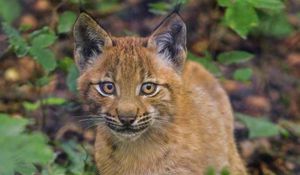 Preview wallpaper lynx, kitten, glance, animal, cute