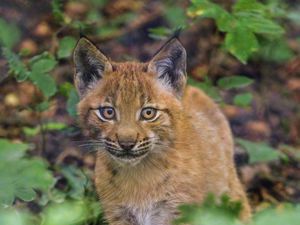 Preview wallpaper lynx, kitten, glance, animal, cute