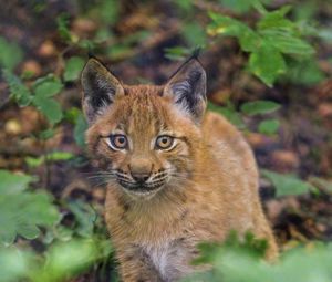 Preview wallpaper lynx, kitten, glance, animal, cute