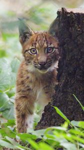 Preview wallpaper lynx, kitten, glance, animal, wildlife, cute