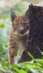 Preview wallpaper lynx, kitten, glance, animal, wildlife, cute