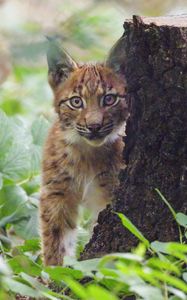 Preview wallpaper lynx, kitten, glance, animal, wildlife, cute