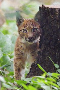 Preview wallpaper lynx, kitten, glance, animal, wildlife, cute