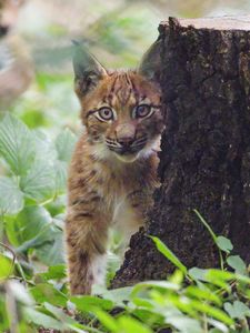 Preview wallpaper lynx, kitten, glance, animal, wildlife, cute