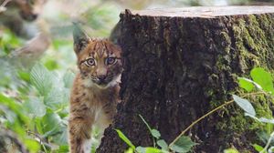 Preview wallpaper lynx, kitten, glance, animal, wildlife, cute