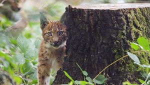 Preview wallpaper lynx, kitten, glance, animal, wildlife, cute