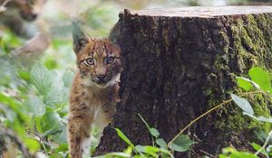 Preview wallpaper lynx, kitten, glance, animal, wildlife, cute