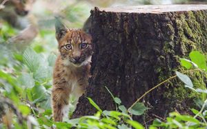 Preview wallpaper lynx, kitten, glance, animal, wildlife, cute