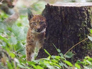 Preview wallpaper lynx, kitten, glance, animal, wildlife, cute