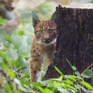 Preview wallpaper lynx, kitten, glance, animal, wildlife, cute