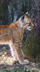 Preview wallpaper lynx, kitten, predator, animal, light