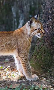 Preview wallpaper lynx, kitten, predator, animal, light